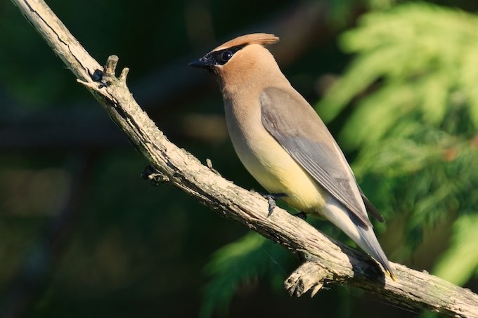 Waxwing 0612